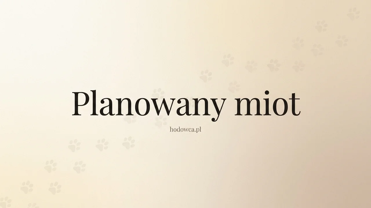 Planowany miot — Wyżeł weimarski