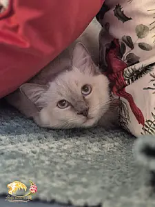 COCO 