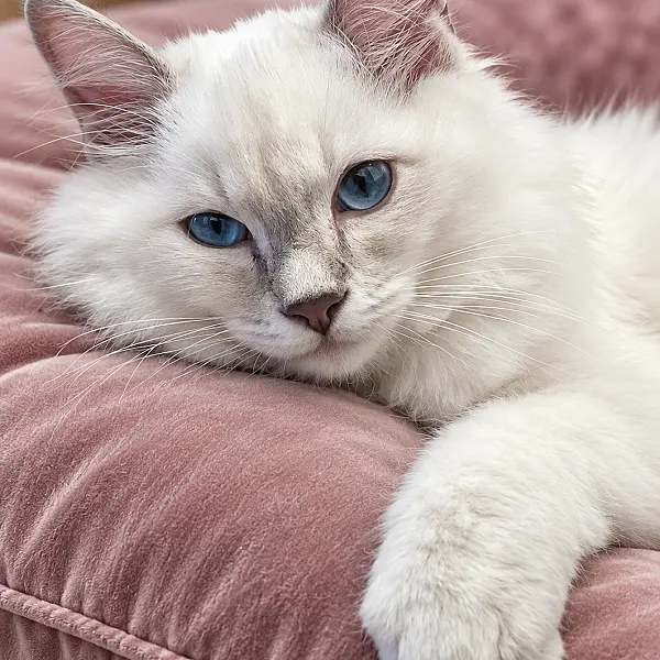 ENZO