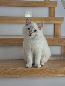ENZO