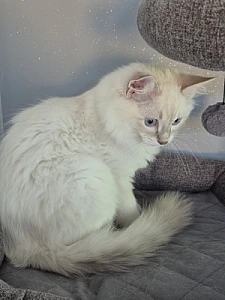 ENZO