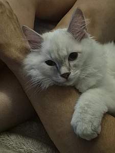ENZO