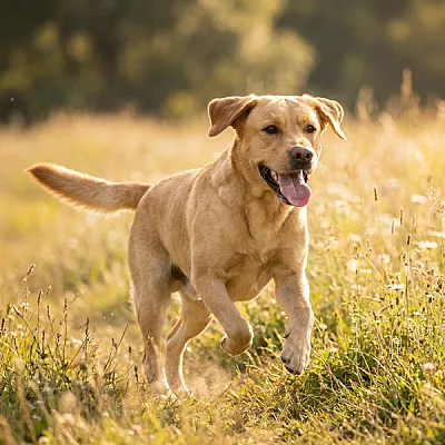 Galeria Pokazowa hodowla psów *PL