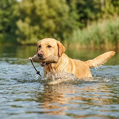 Galeria Pokazowa hodowla psów *PL