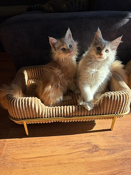 Maine coon