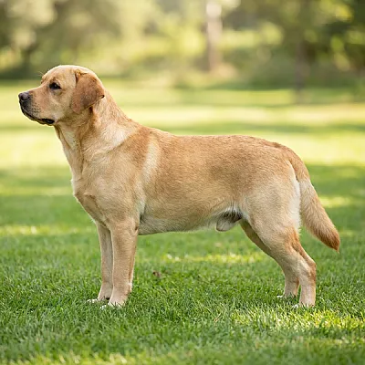 Galeria Pokazowa hodowla psów *PL