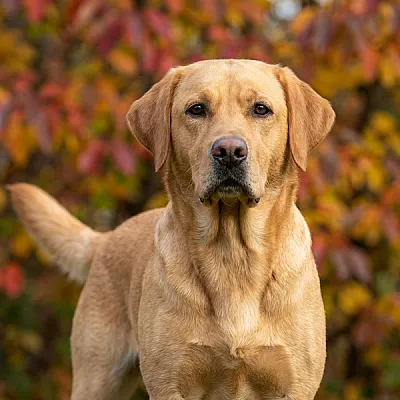 Galeria Pokazowa hodowla psów *PL