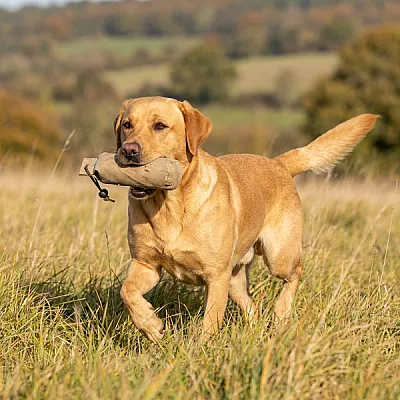 Galeria Pokazowa hodowla psów *PL