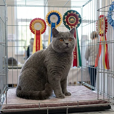 Galeria Pokazowa hodowla kotów *PL