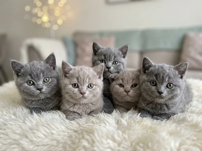 Kot brytyjski krótkowłosy