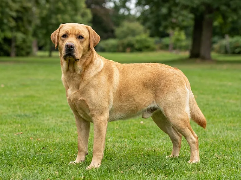 Arion — nowy Champion Polski!