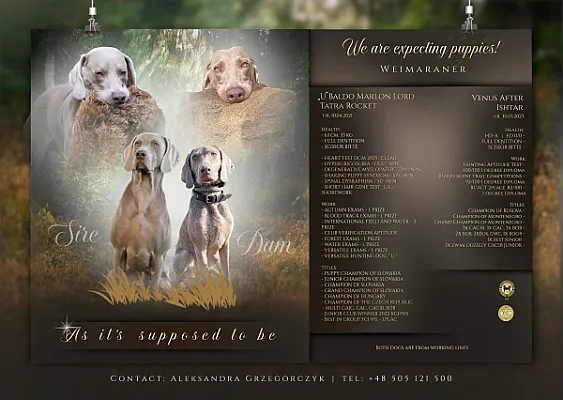 Galeria As it’s supposed to be 