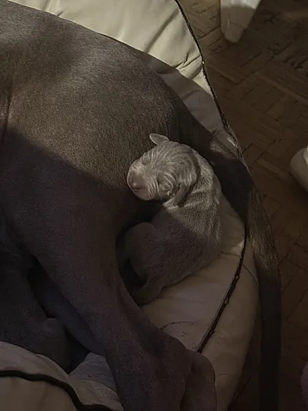 Welcome Puppies 