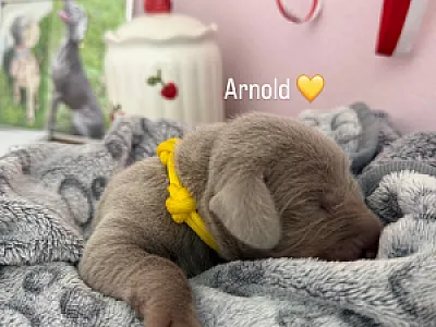 Arnold