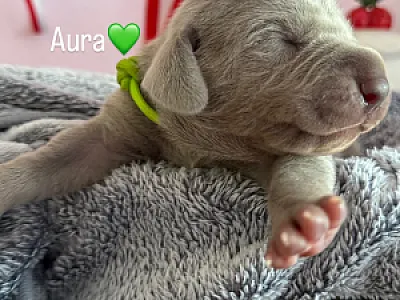 Aura