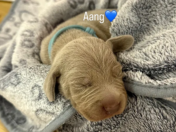 Aang
