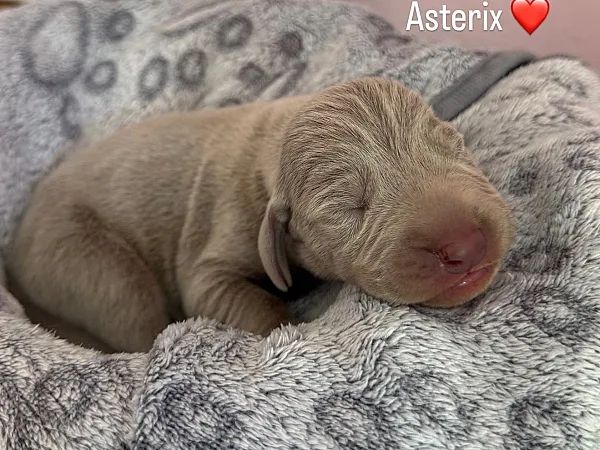 Asterix 