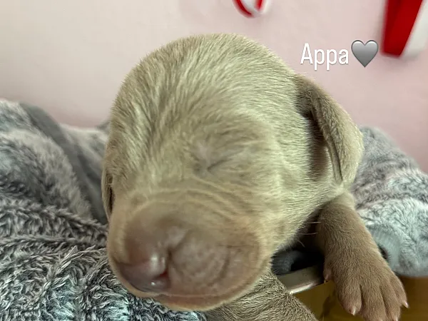Appa 