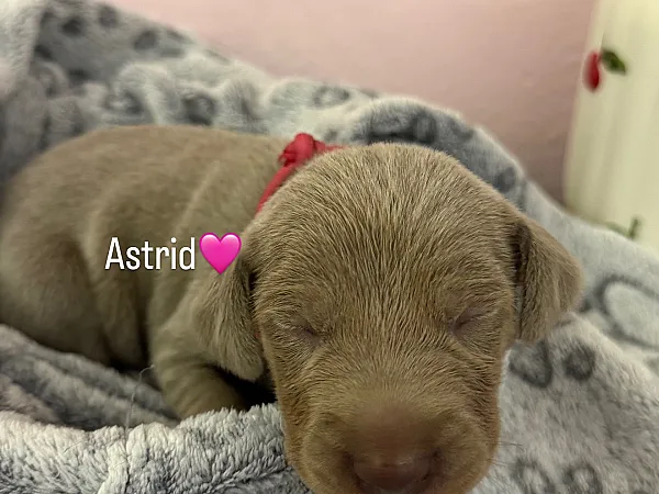 Astrid 