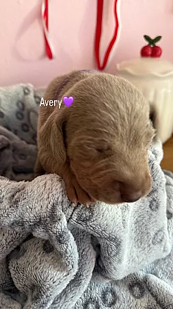 Avery