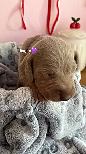 Avery