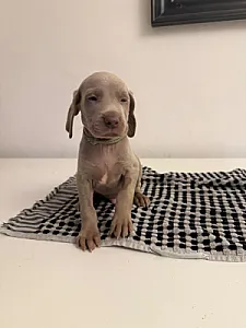 Aang
