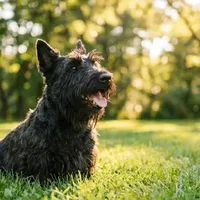 Zdjecie rasy Scottish terrier