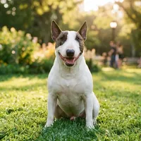 Miniaturowy bull terrier