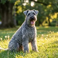 Kerry blue terrier