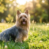 Zdjecie rasy Silky terrier australijski