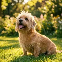 Dandie dinmont terrier