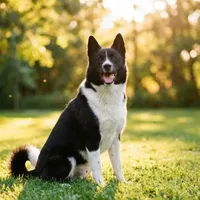 Zdjecie rasy Karelski pies na niedźwiedzie