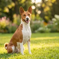 Basenji