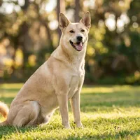 Zdjecie rasy Pies kananejski