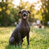 Xoloitzcuintle