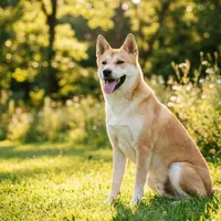 Jindo