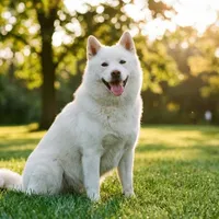 Zdjecie rasy Hokkaido