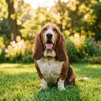 Basset hound
