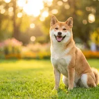 Zdjecie rasy Shiba inu