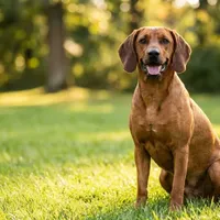 Zdjecie rasy Posokowiec hanowerski