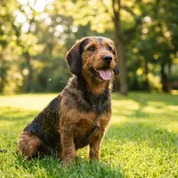 Alpejski jamnik gończy