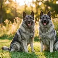 Zdjecie rasy Gończy norweski