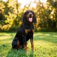 Black and tan coonhound