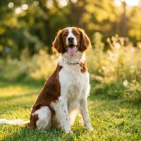 Zdjecie rasy Seter irlandzki czerwono-biały