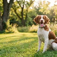 Spaniel bretoński