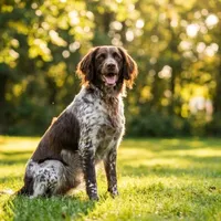 Zdjecie rasy Mały münsterländer