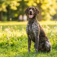 Zdjecie rasy Wyżeł niemiecki krótkowłosy