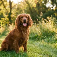 Zdjecie rasy Wachtelhund