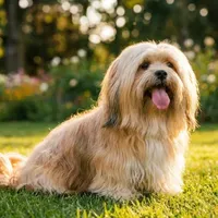 Zdjecie rasy Lhasa apso