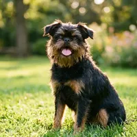 Zdjecie rasy Griffon belge